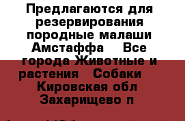 Предлагаются для резервирования породные малаши Амстаффа  - Все города Животные и растения » Собаки   . Кировская обл.,Захарищево п.